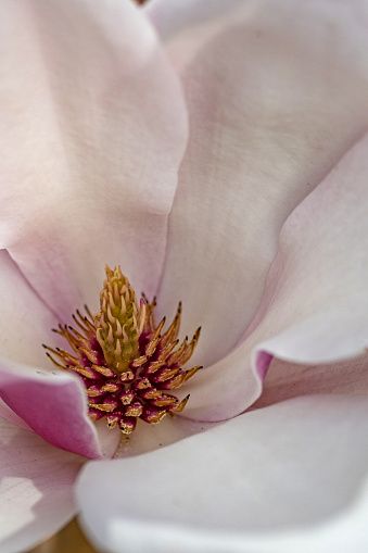 Magnolia Flower Essential Oil – Providence Perfume Co.
