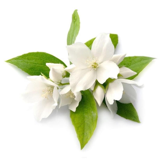 Jasmine Grandiflorum Absolute